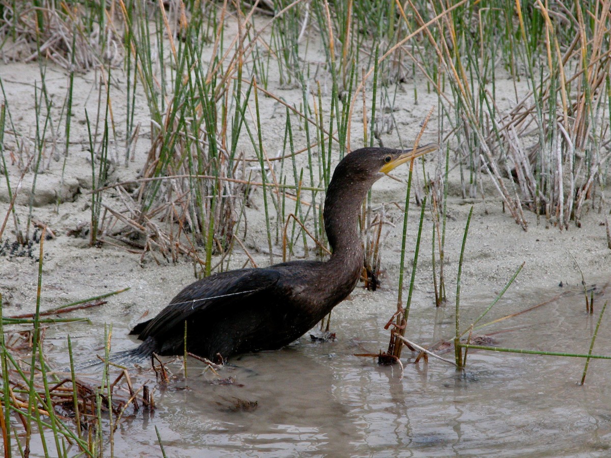 Neotropic Cormorant - ML239836261