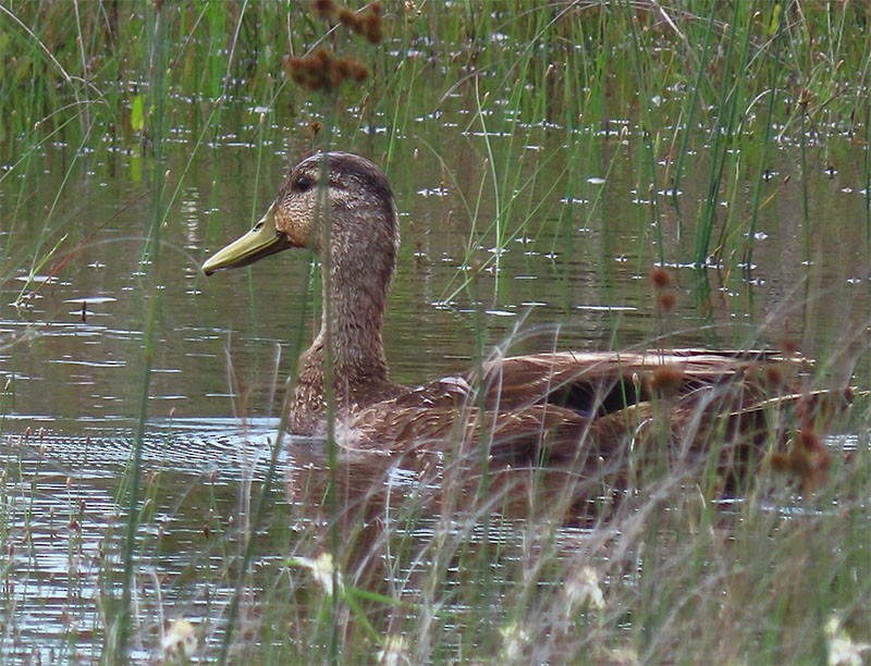 American Black Duck - ML239836431