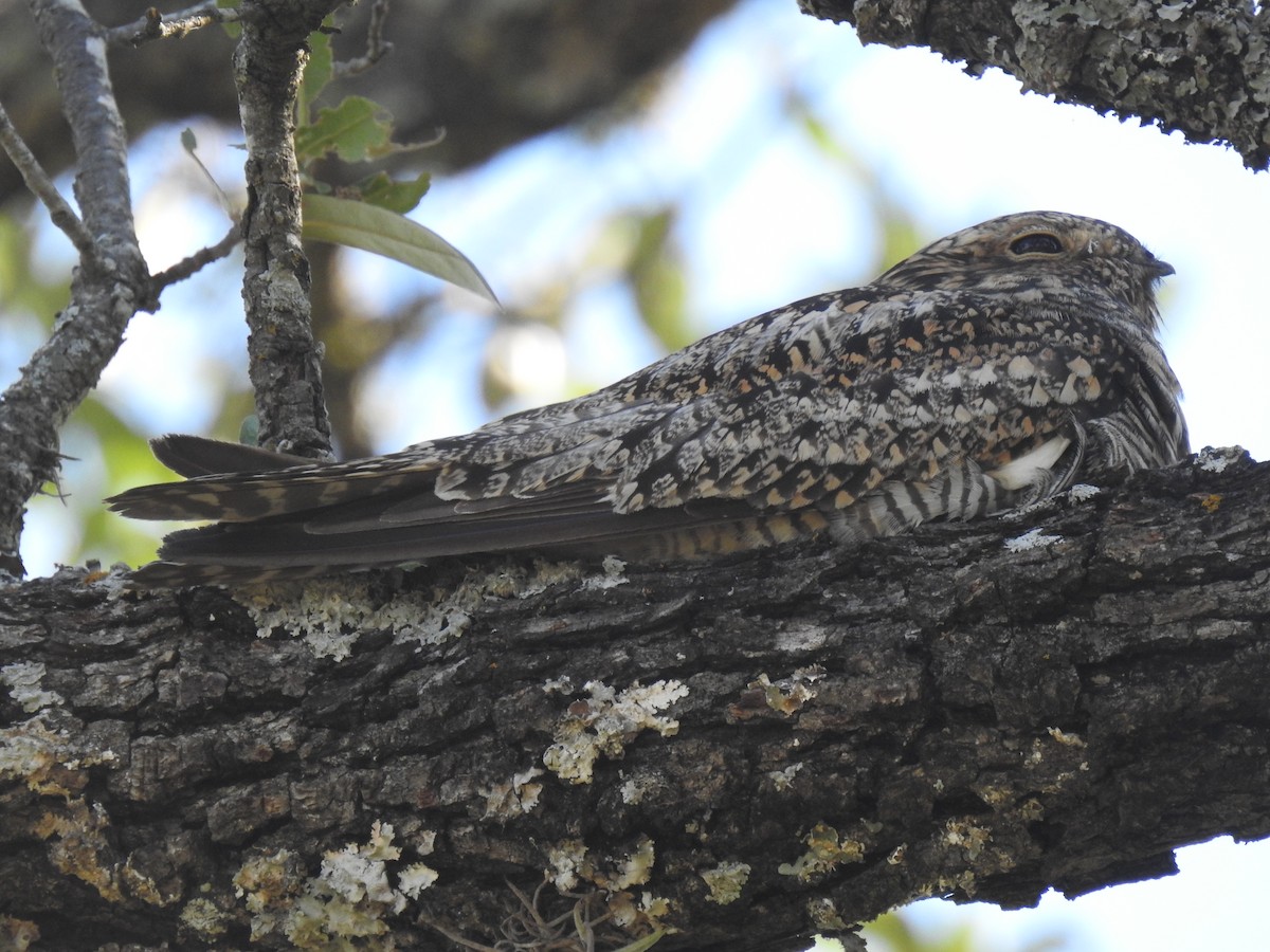 Common Nighthawk - Colby & Lauren