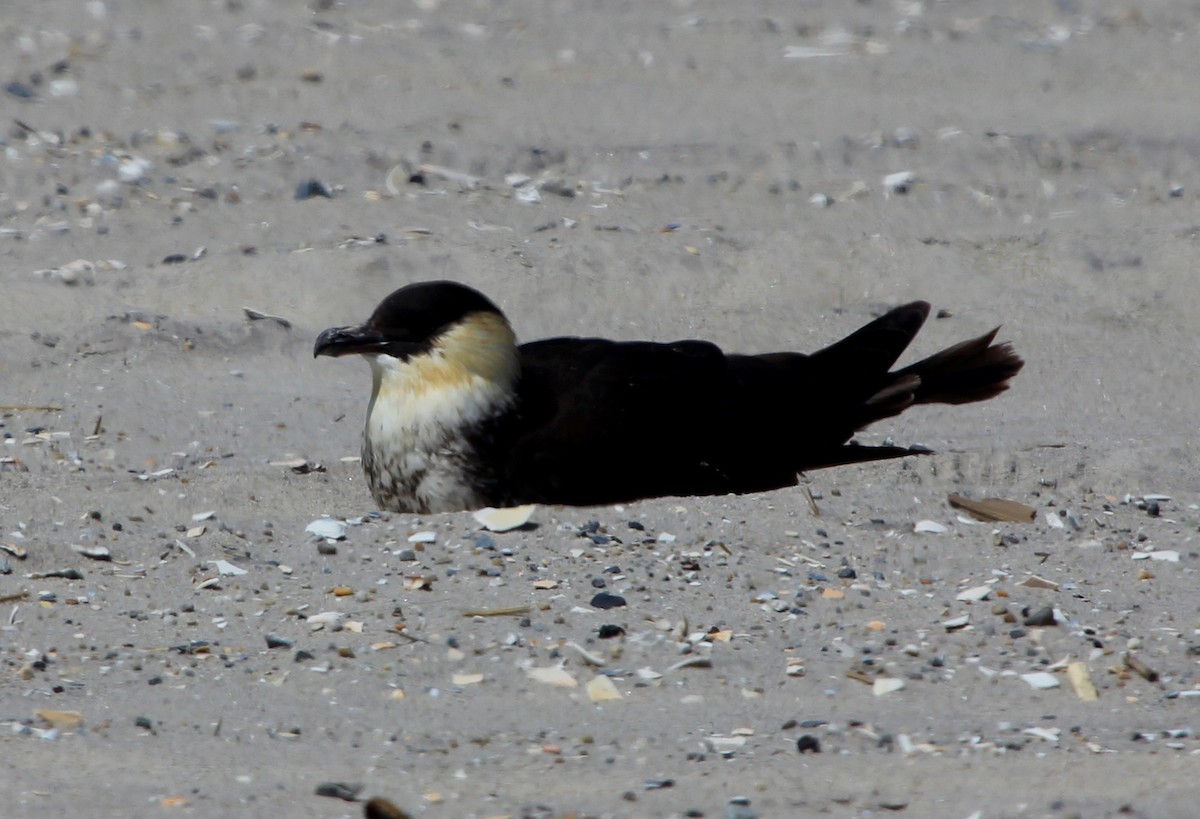 Pomarine Jaeger - ML239838351