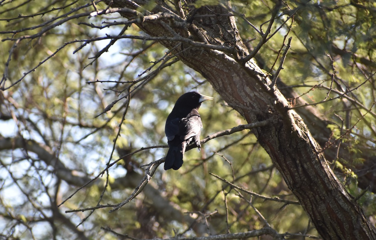 Solitary Black Cacique - ML239840731