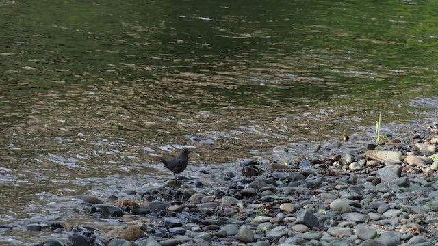 American Dipper - ML239840781