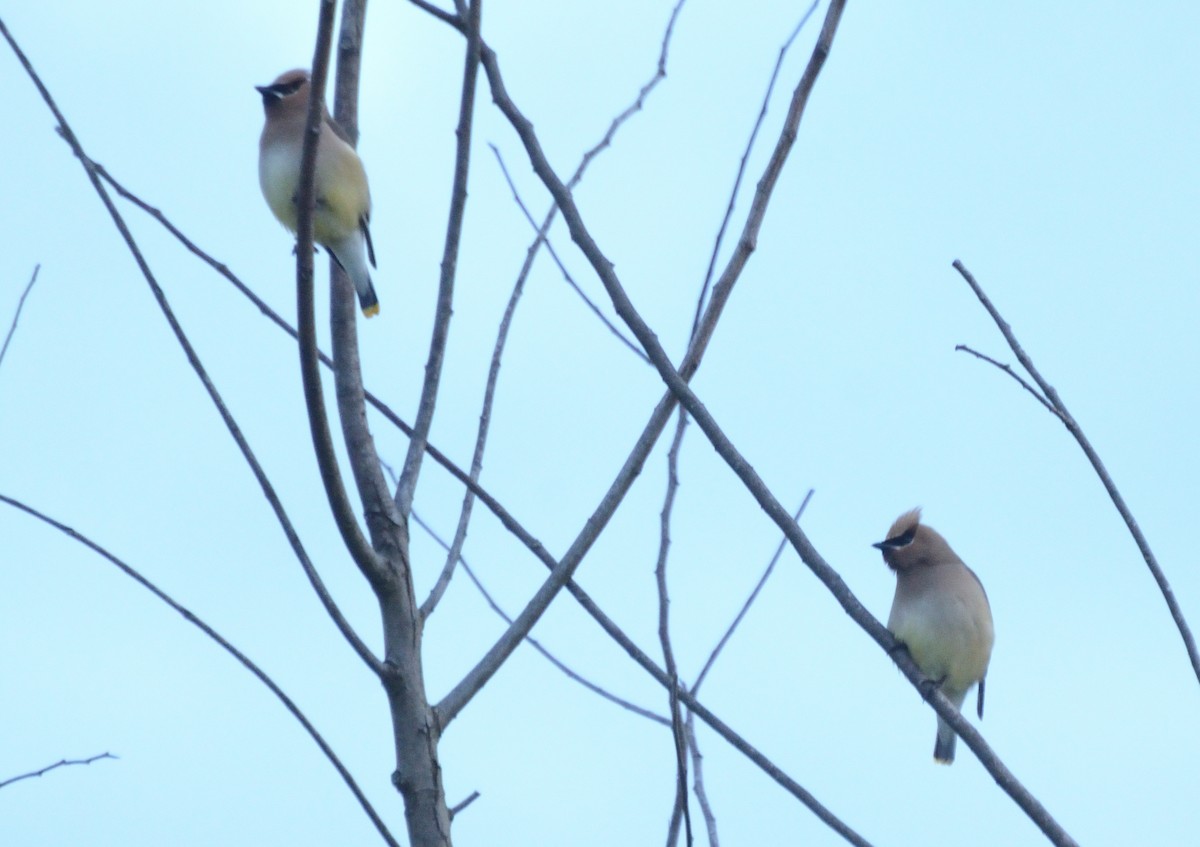 Cedar Waxwing - Mark Nenadov