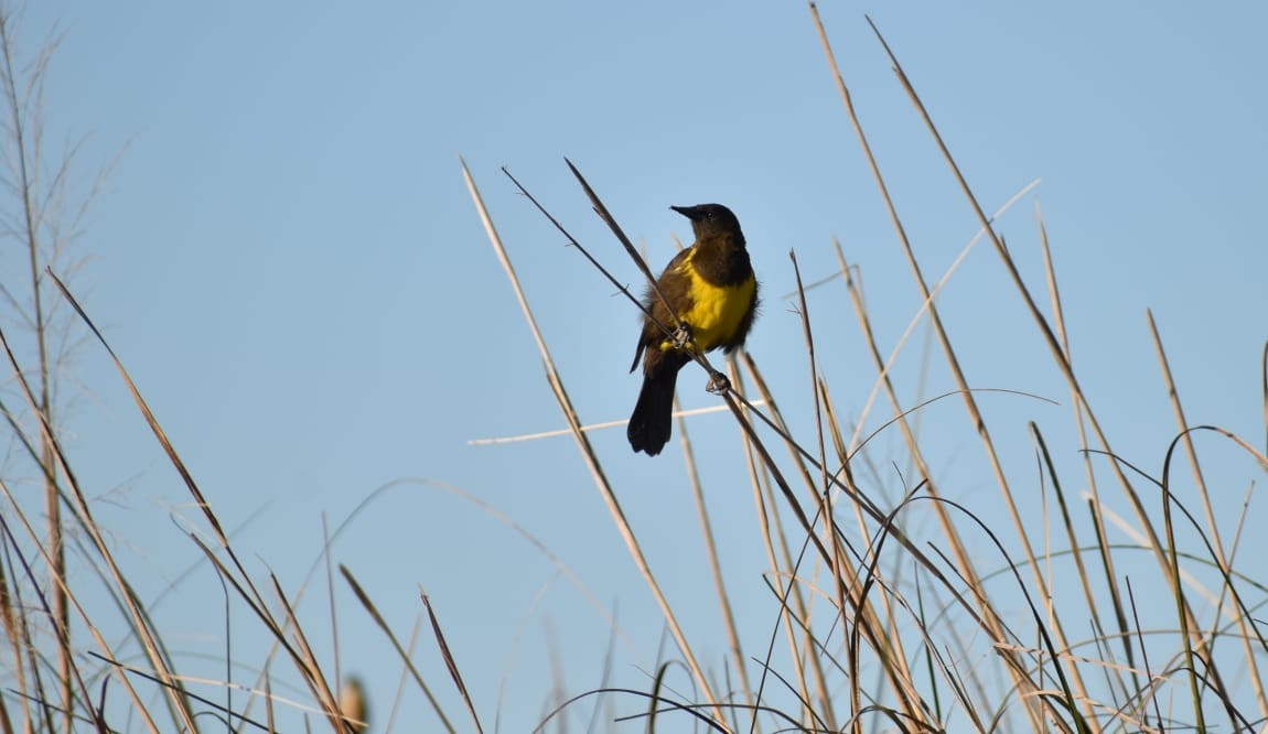 Brown-and-yellow Marshbird - Maria Serra