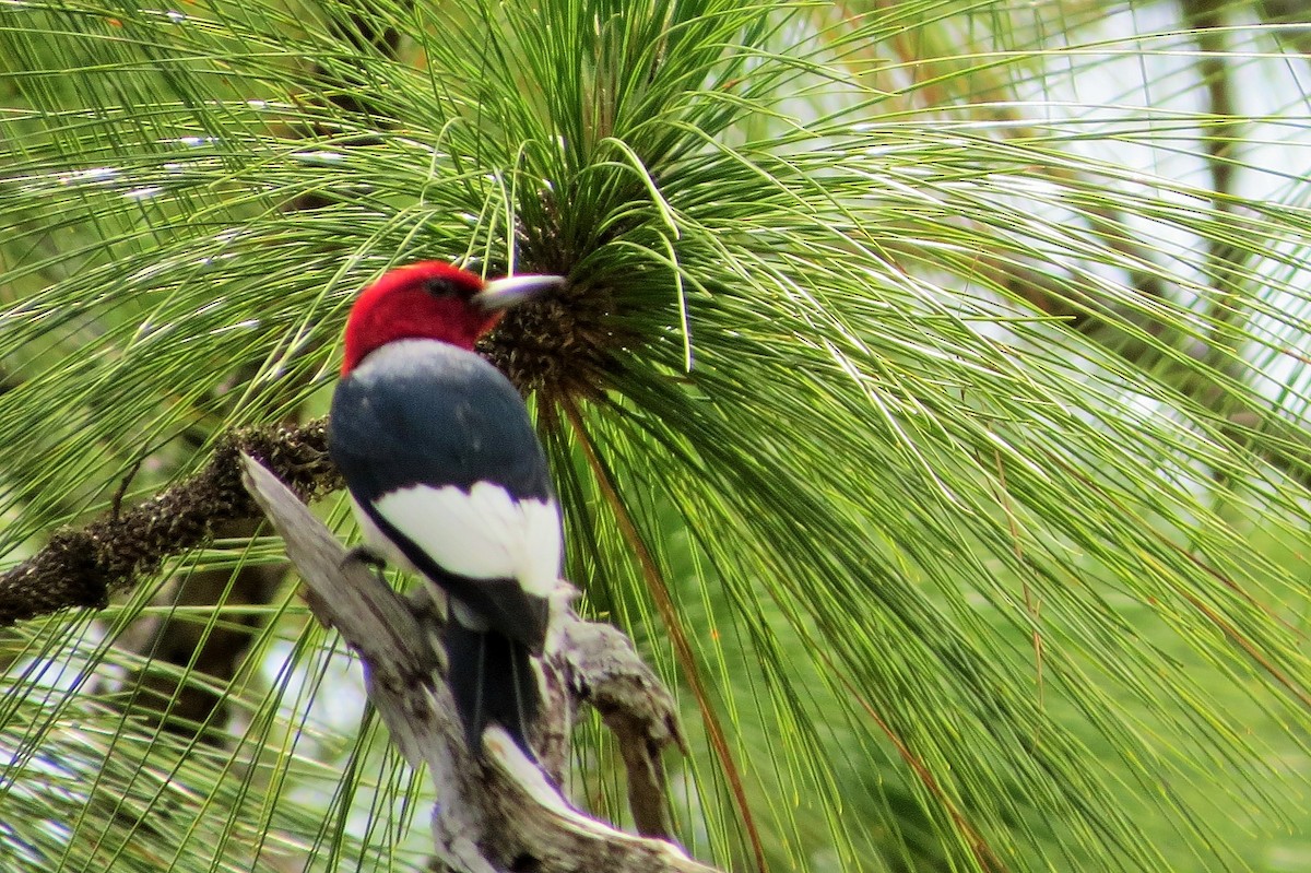 Red-headed Woodpecker - Carole Tebay