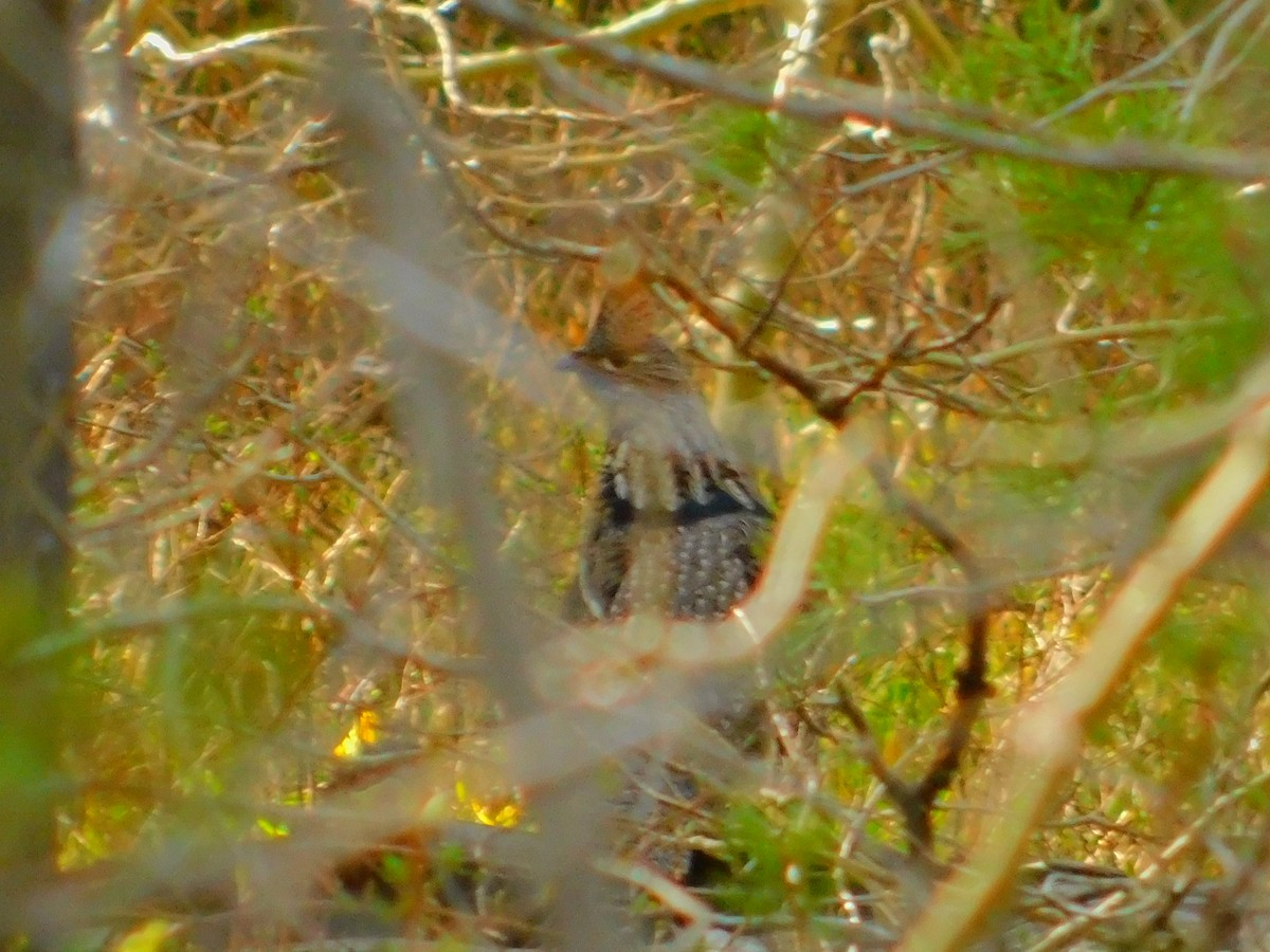 Ruffed Grouse - James Lee