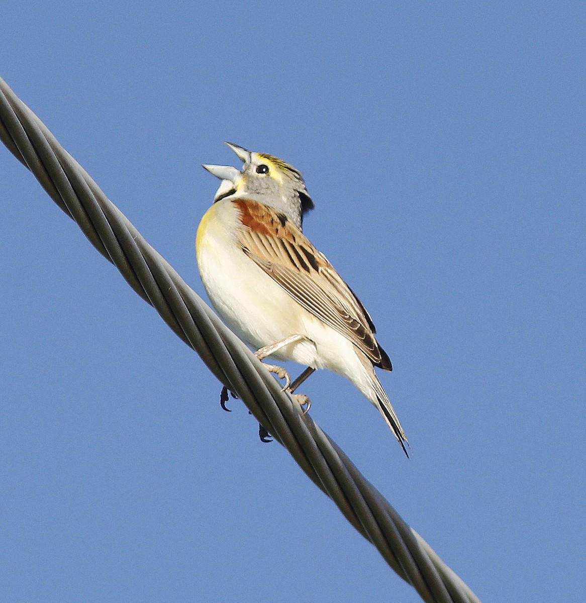 Dickcissel - ML239846521