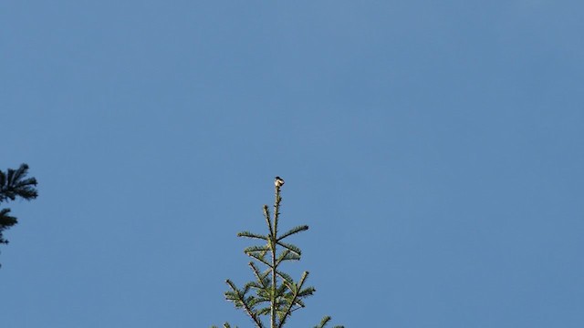 Dusky Flycatcher - ML239847081