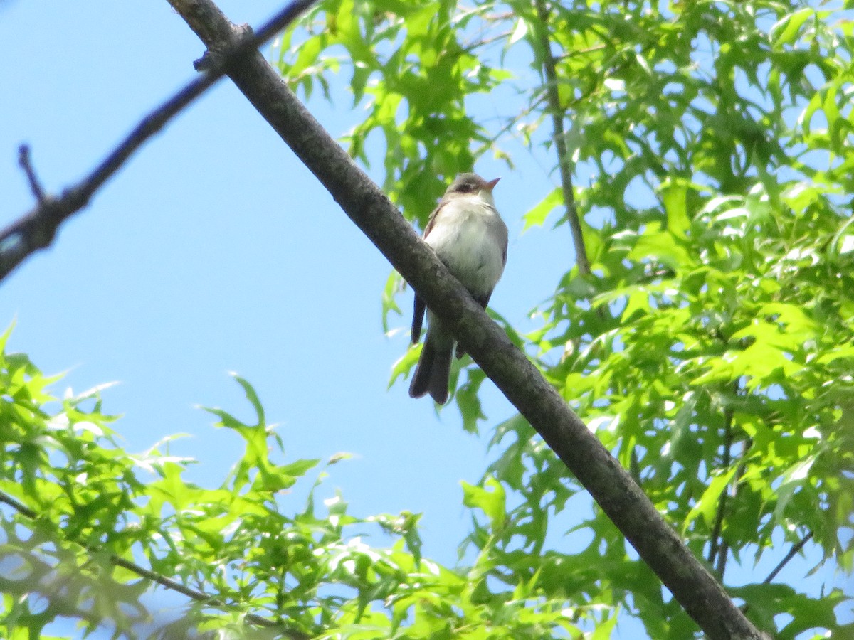 Eastern Wood-Pewee - ML239847271