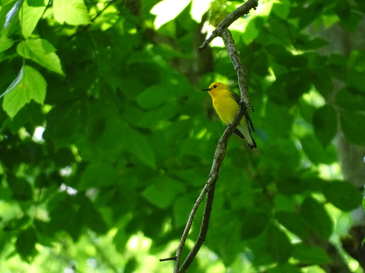 Prothonotary Warbler - ML239847881
