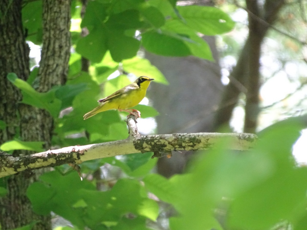 Kentucky Warbler - ML239848081