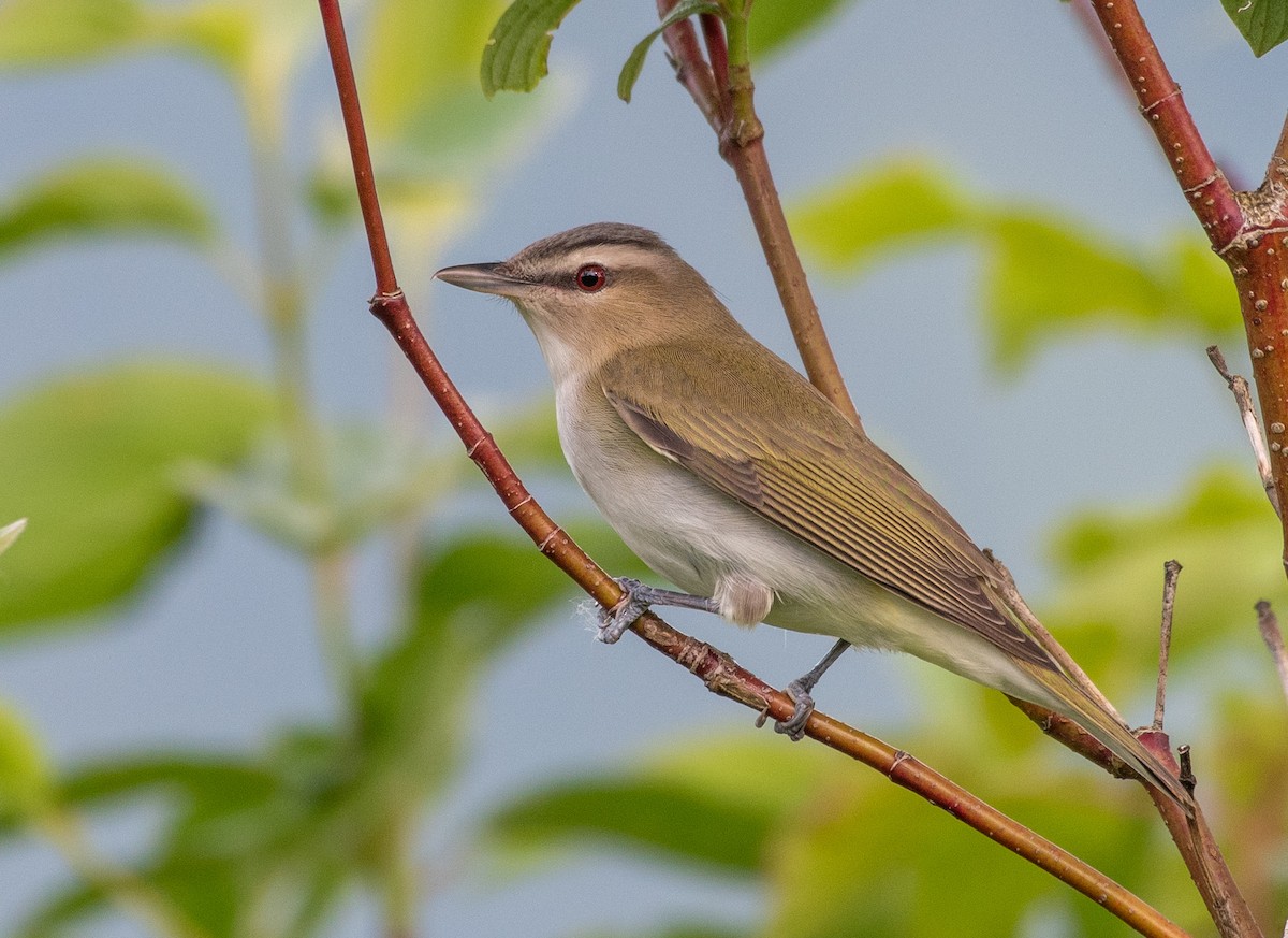 Red-eyed Vireo - ML239848711