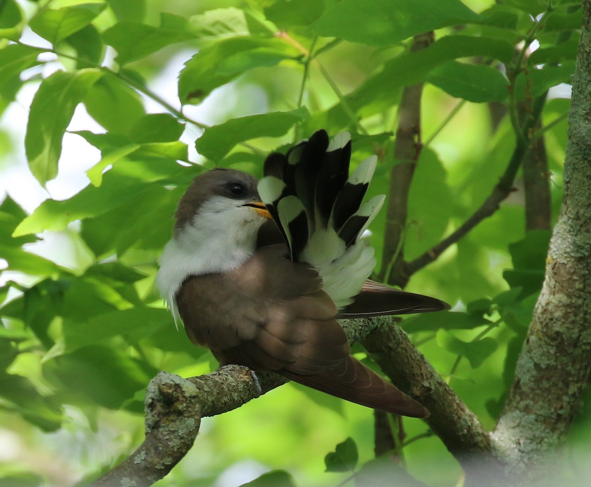 Yellow-billed Cuckoo - ML239848791