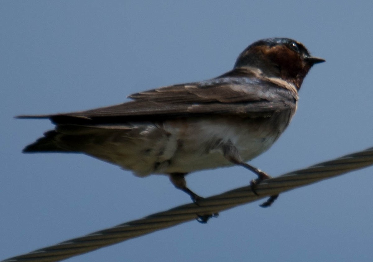 Cliff Swallow - ML239849481