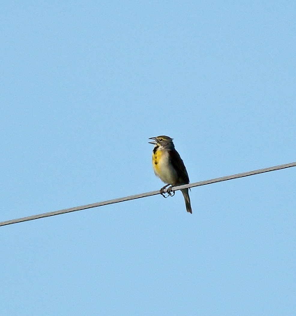 Dickcissel - ML239850871