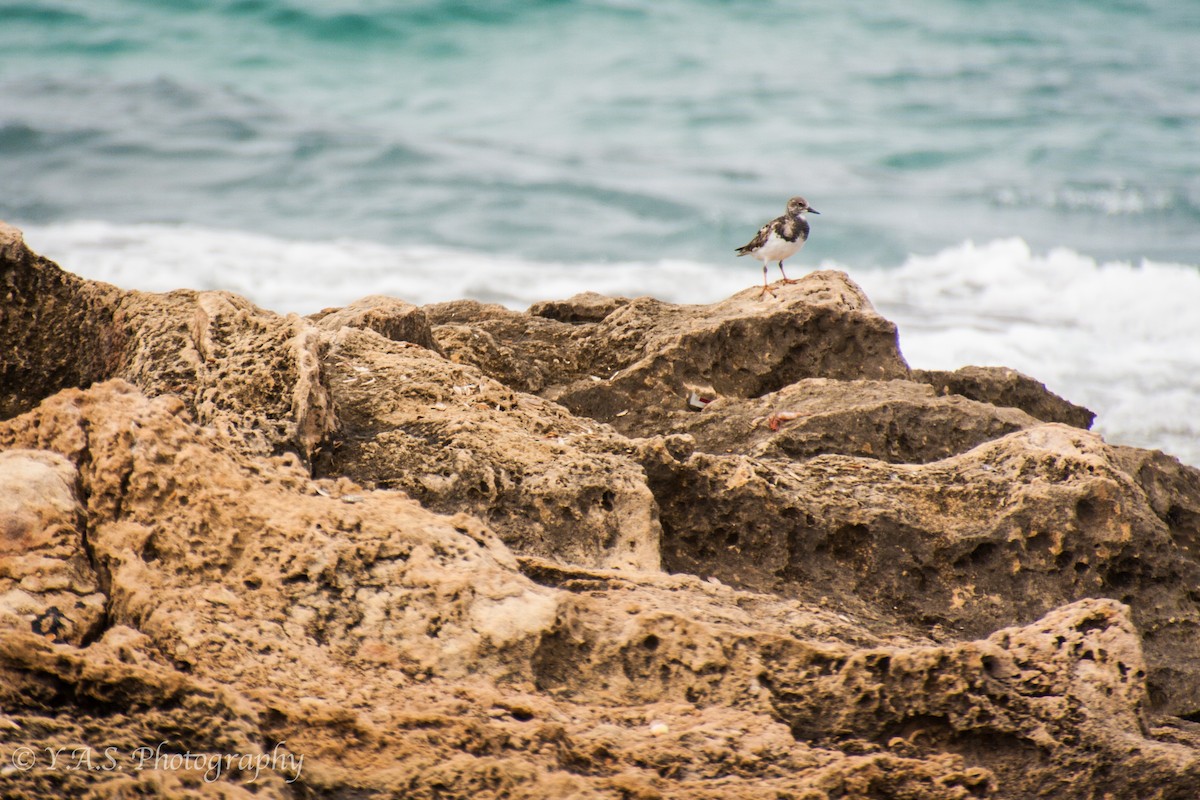 Ruddy Turnstone - ML239853901