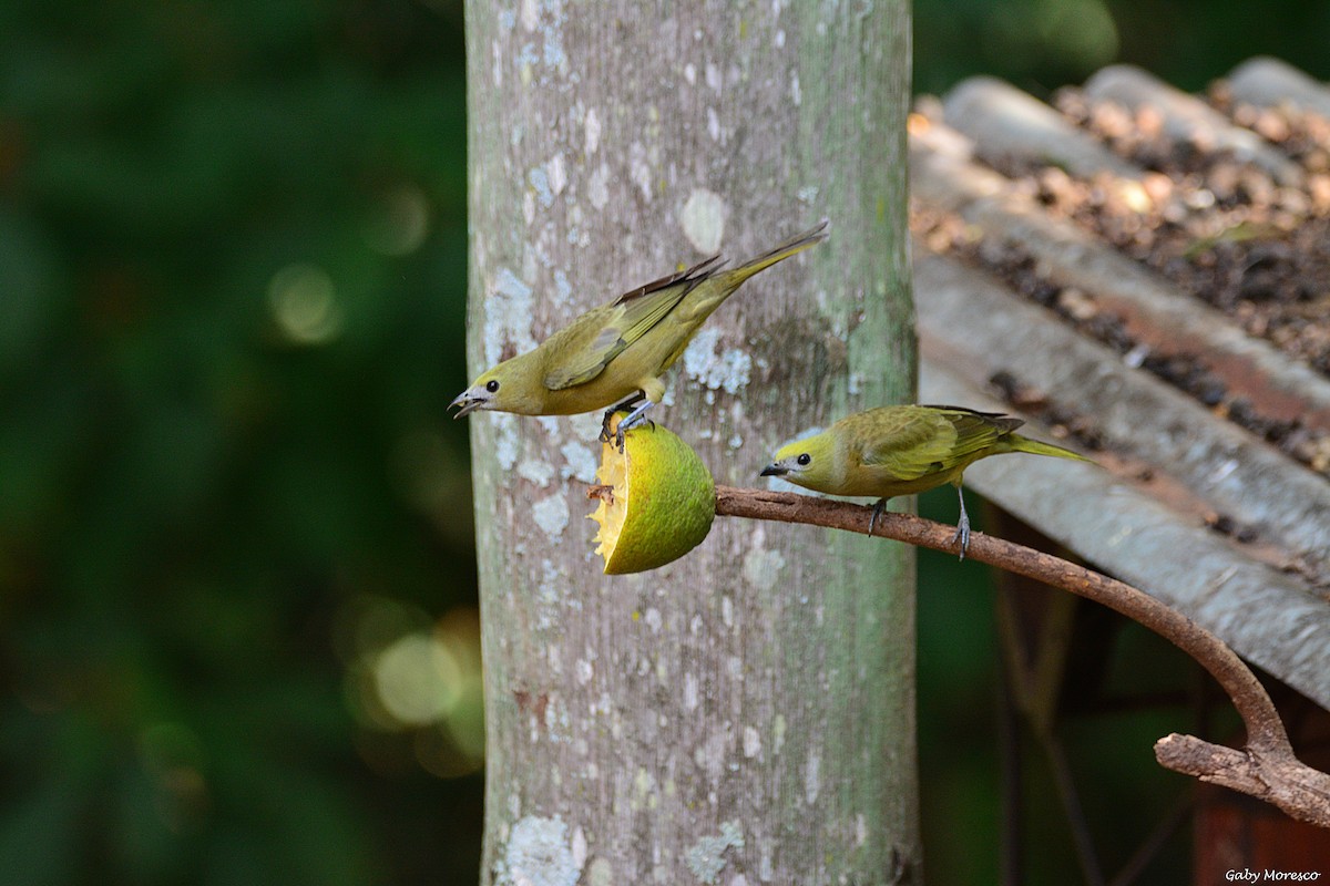 Palm Tanager - Dante Gabriel Moresco