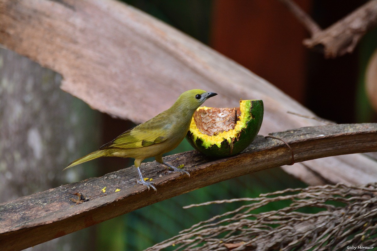 Palm Tanager - Dante Gabriel Moresco