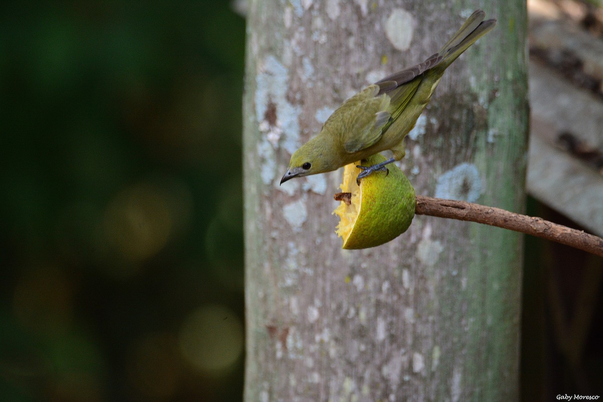 Palm Tanager - Dante Gabriel Moresco