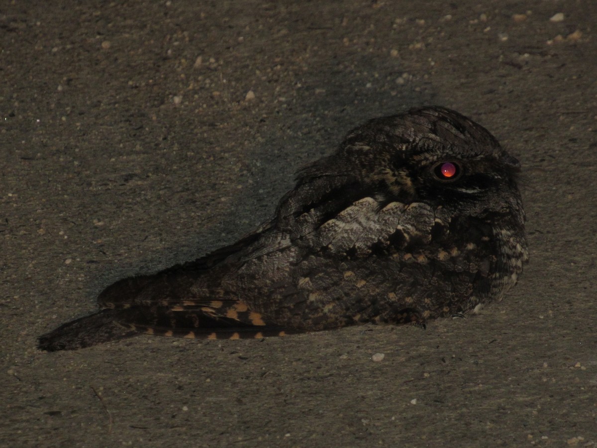 Eastern Whip-poor-will - ML239854971