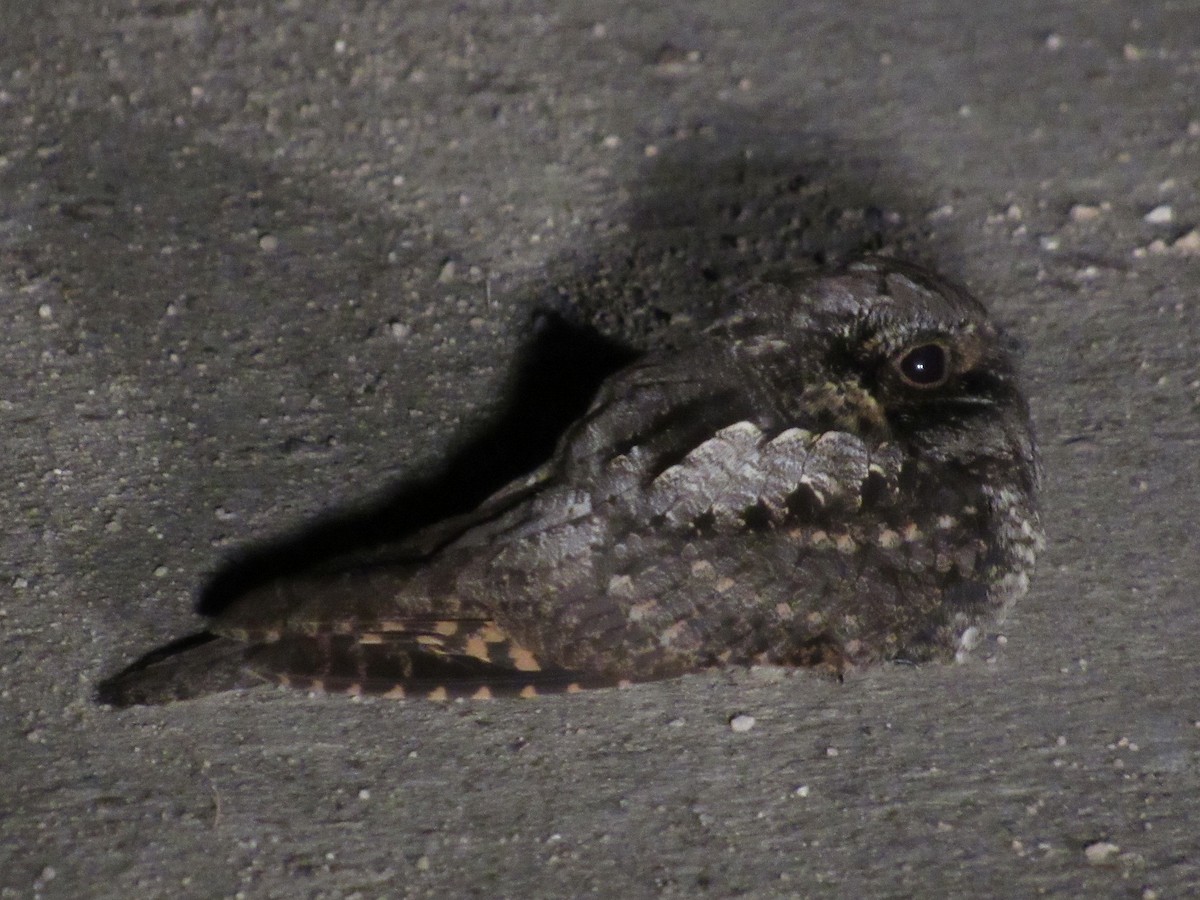 Eastern Whip-poor-will - ML239855011