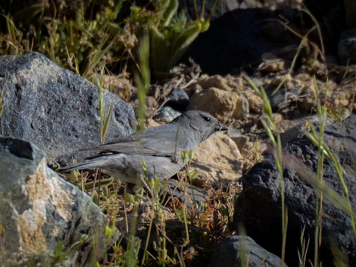 Plumbeous Sierra Finch - ML239855081