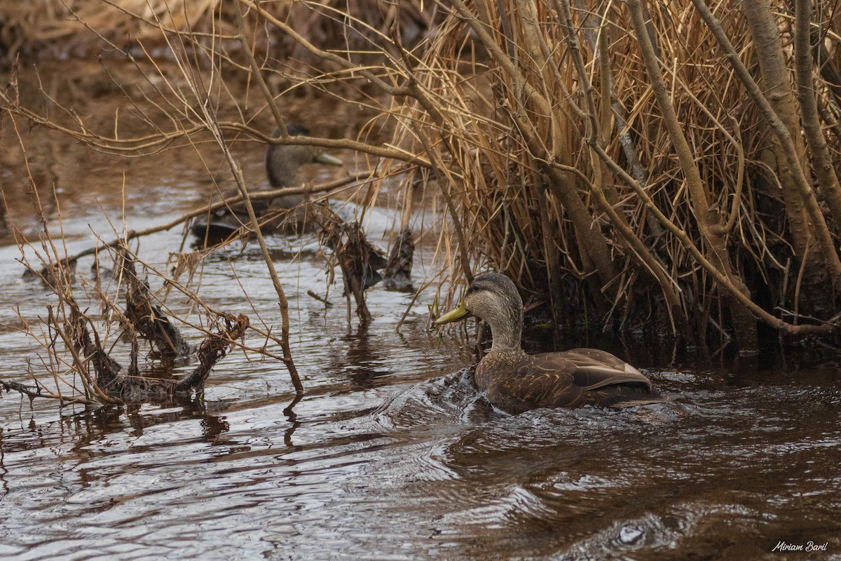 rødfotand - ML239855541