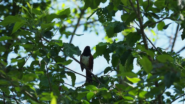 Spotted Towhee (oregonus Group) - ML239856091