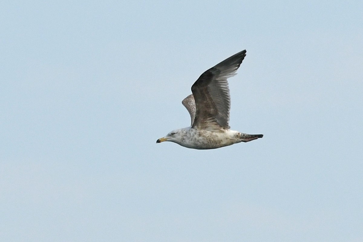 Herring Gull - Marie O'Neill