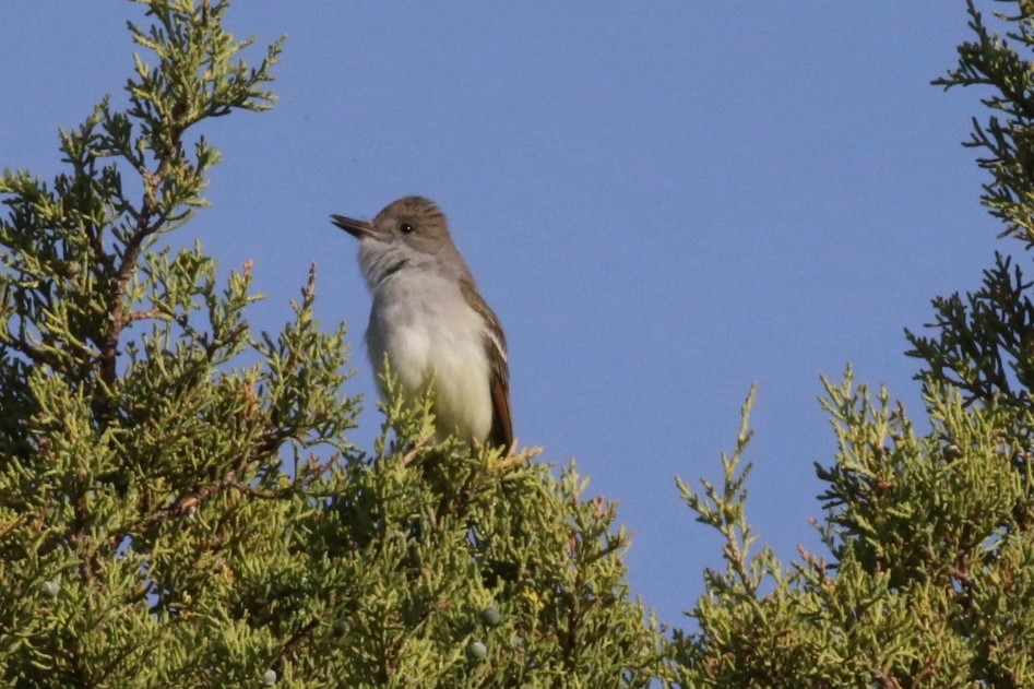Ash-throated Flycatcher - Brian White