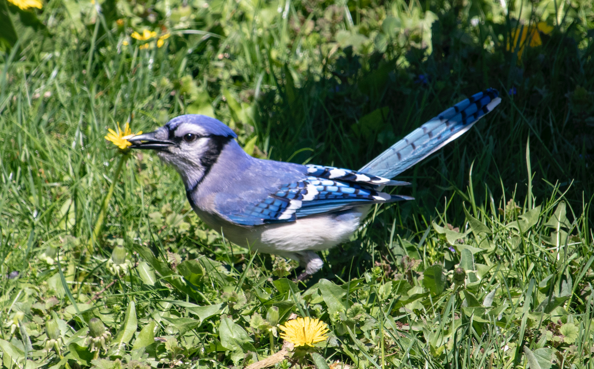 Blue Jay - ML239860321