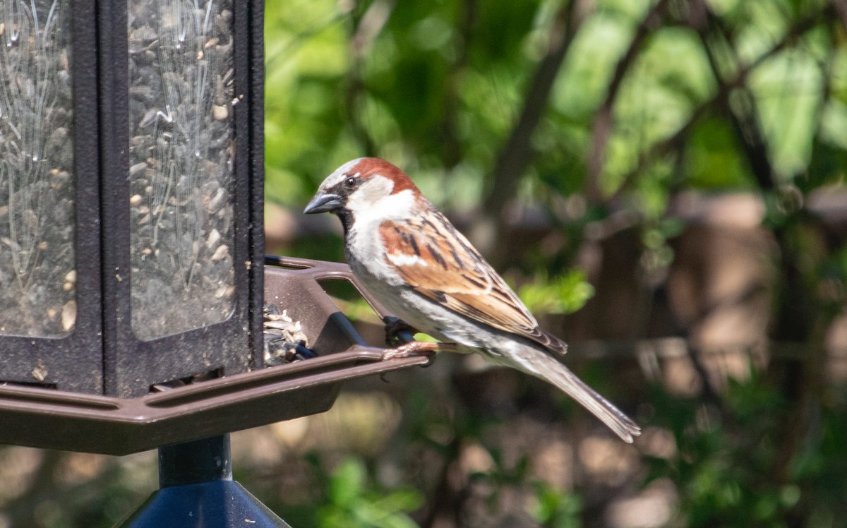 House Sparrow - ML239860371