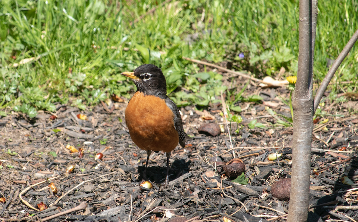 American Robin - ML239860401