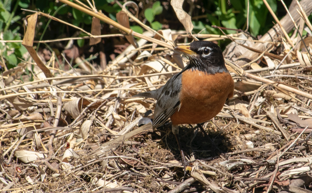 American Robin - ML239860571