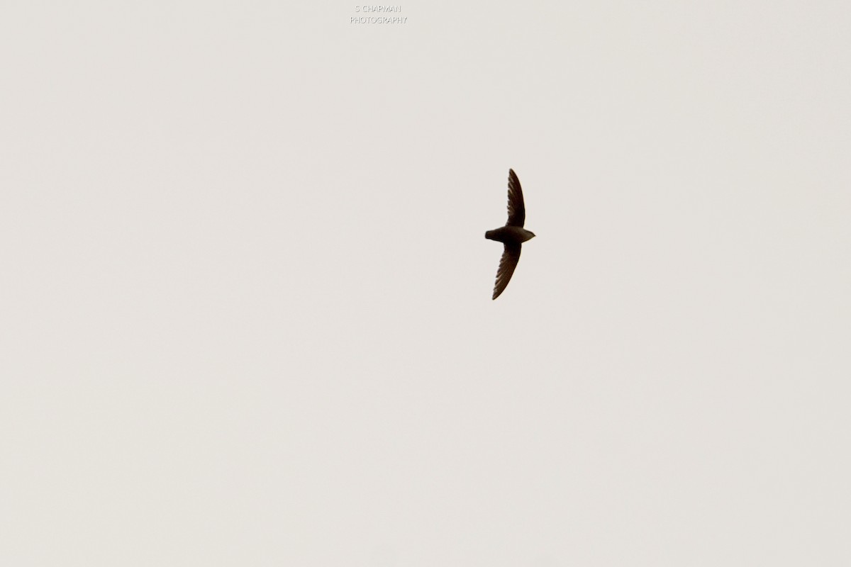 Chimney Swift - ML239860601