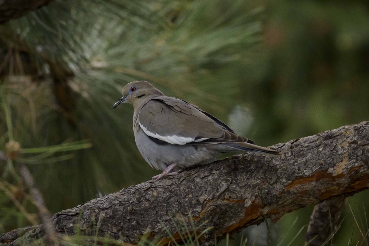 White-winged Dove - ML239860701