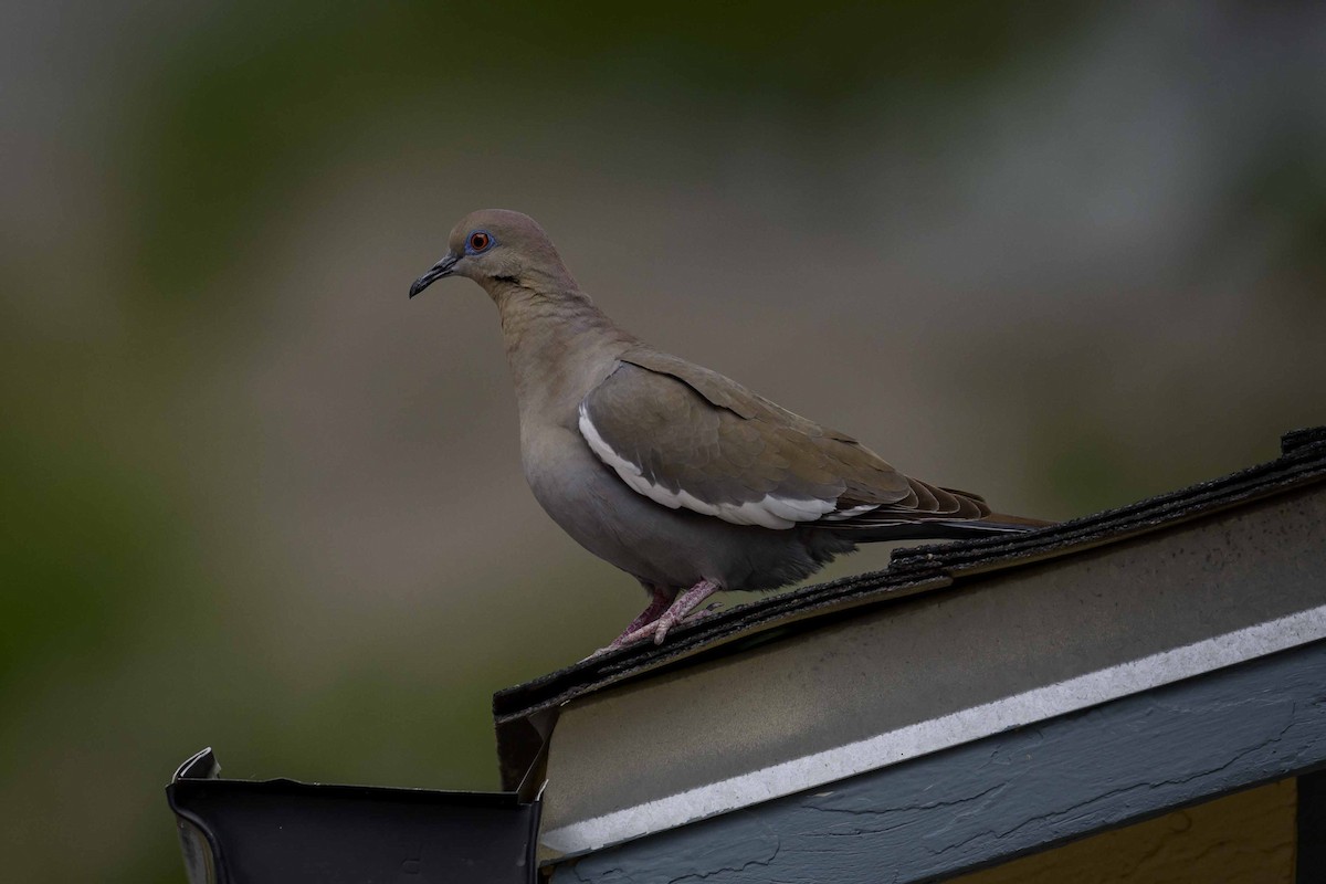 White-winged Dove - ML239860711