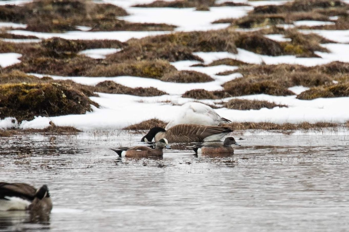 American Wigeon - ML239860721