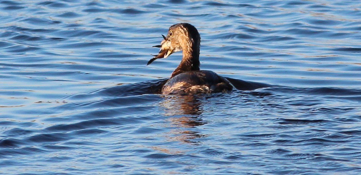 Pied-billed Grebe - ML23986161