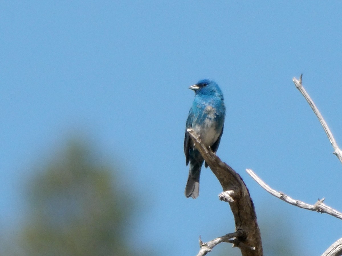 Lazuli x Indigo Bunting (hybrid) - ML239862351