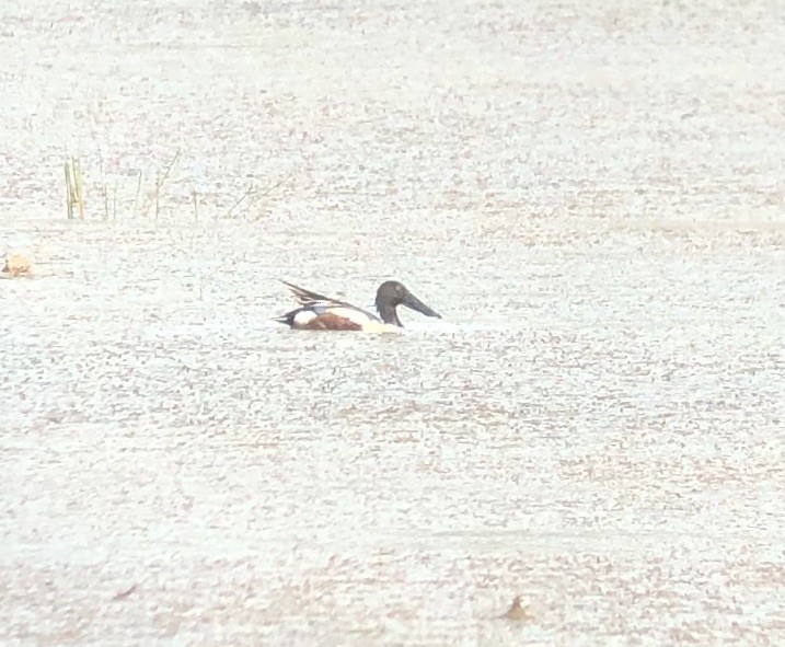 Northern Shoveler - ML239862361