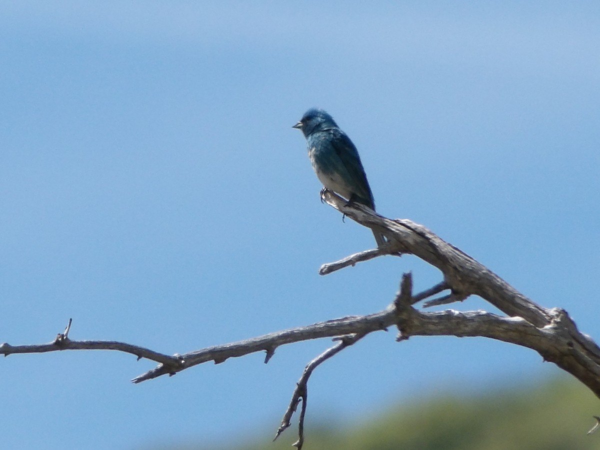 Lazuli x Indigo Bunting (hybrid) - ML239862371