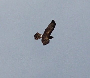 Northern Harrier - ML239862531