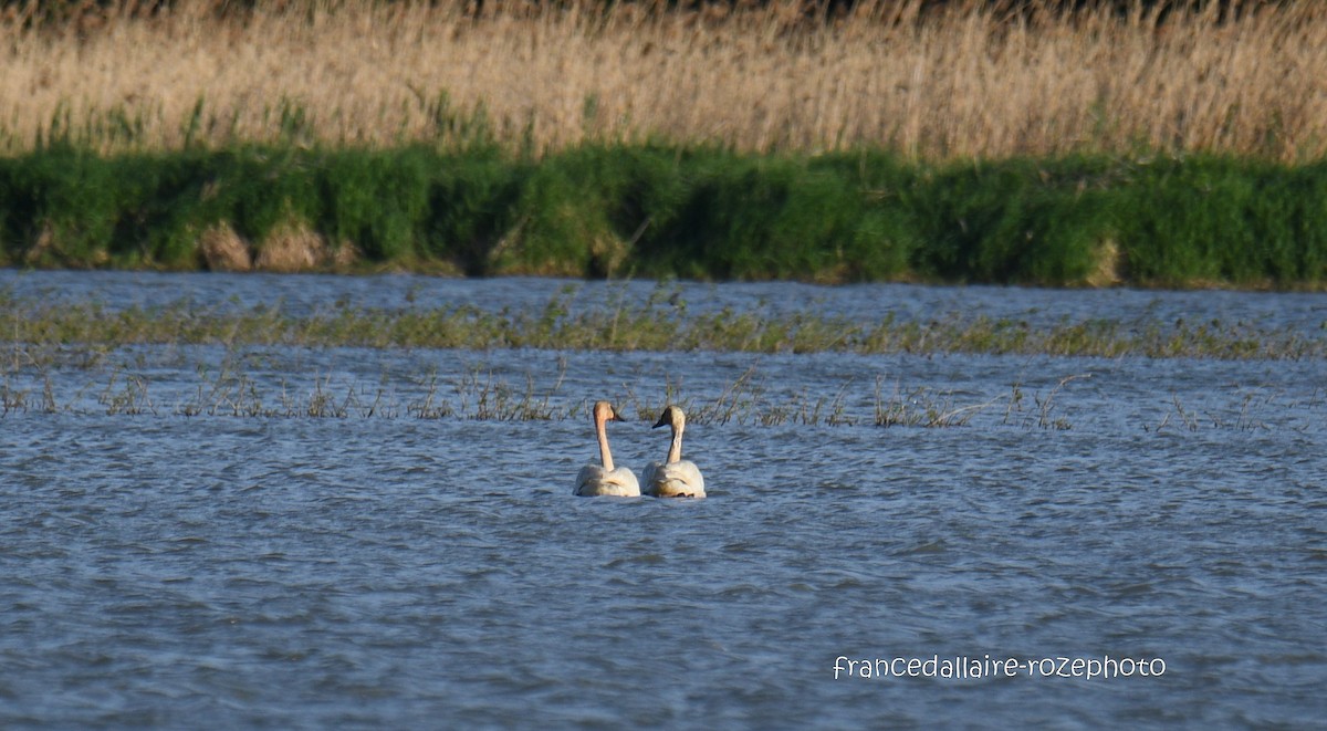 Trumpeter Swan - france dallaire