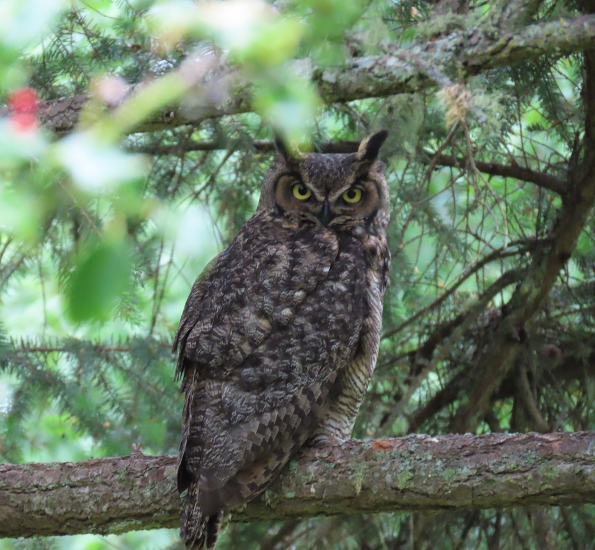 Great Horned Owl - Cathleen Burns