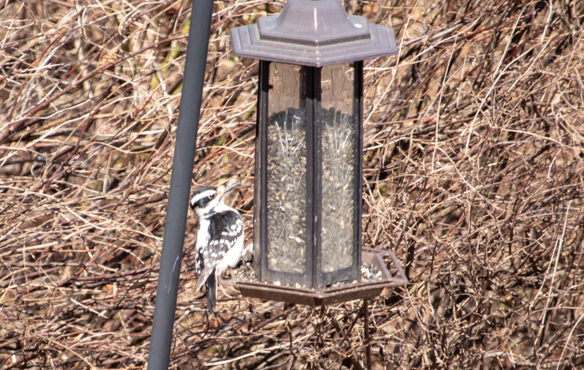 Hairy Woodpecker - ML239871201