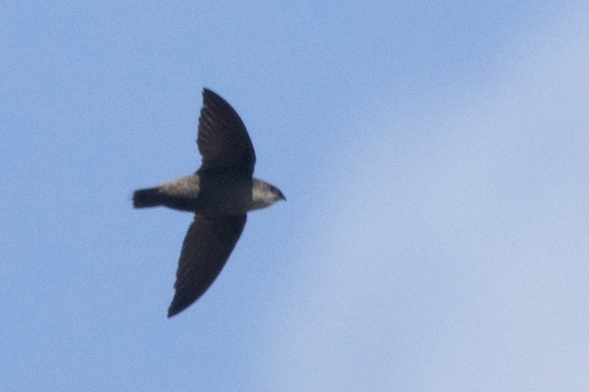 Chimney Swift - Michael Bowen