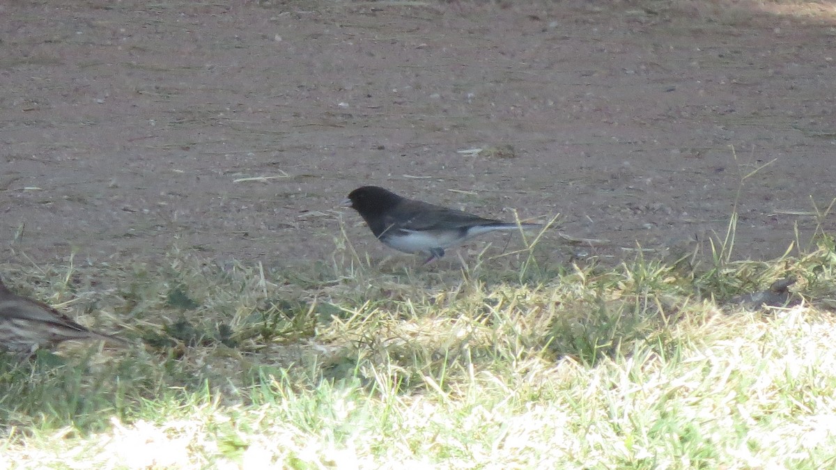 Dark-eyed Junco (cismontanus) - ML239872771