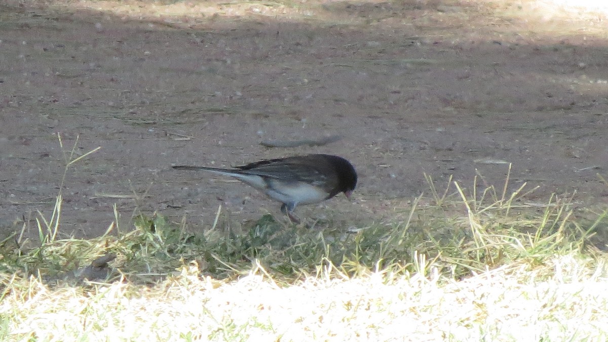 Junco ardoisé (cismontanus) - ML239872841