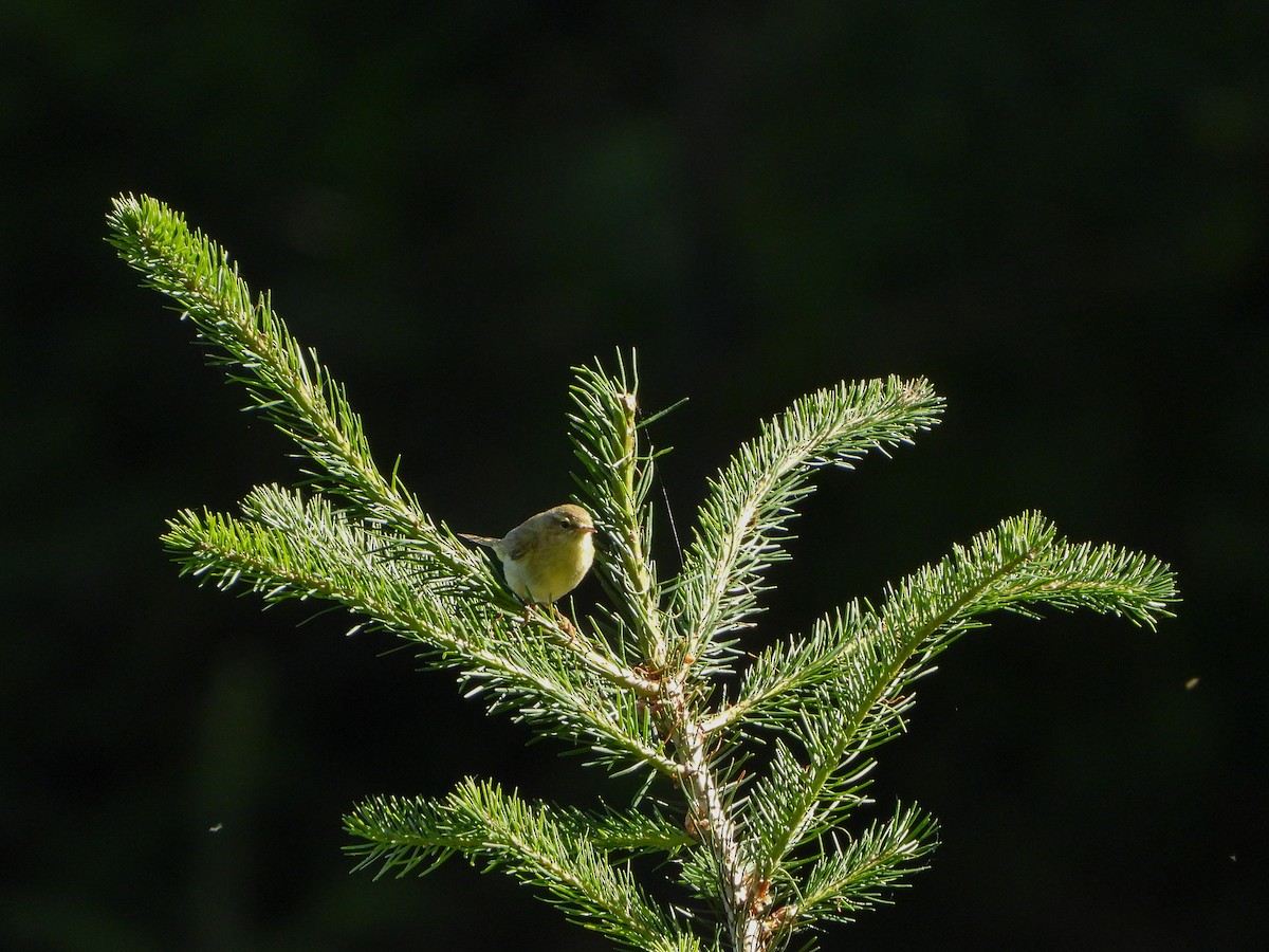 Iberian Chiffchaff - ML239873611